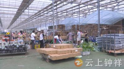 湖北农青园艺科技有限公司：电商销售持续火热  日均单量超8000单