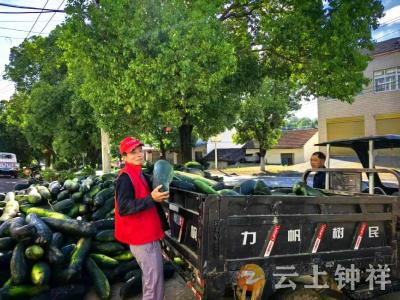张集镇沙河村：网格员助力滞销冬瓜打开销路