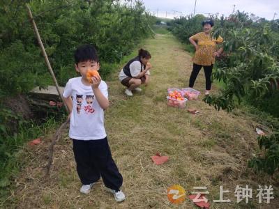 桃李压弯枝，游客笑开颜！紫凝盛景绿色采摘带火乡村富了农