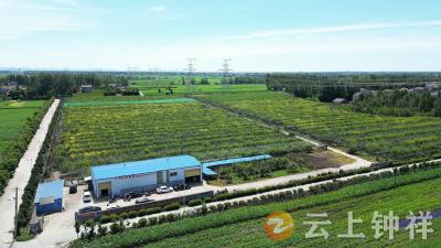 柴湖 林下掘金 “梨+”模式打出致富组合拳