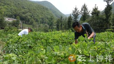 “小葛根撬动大产业”  钟祥葛产业年创产值超10亿元