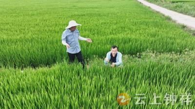 钟祥：高温干旱持续，科学田管稳秋粮