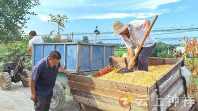 石牌镇伍冲村：玉米车故障堵路 干群协作速疏通
