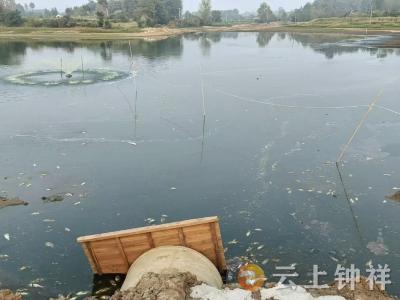 胡集镇黄泥村：污水入塘鱼遭殃 网格调解化干戈