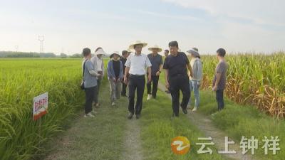 省农业农村厅调研组来钟祥开展秋粮“一喷多促”集中调研指导