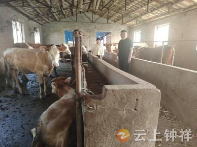 洋梓镇：把好产业奖补关，筑牢乡村振兴“生命线”