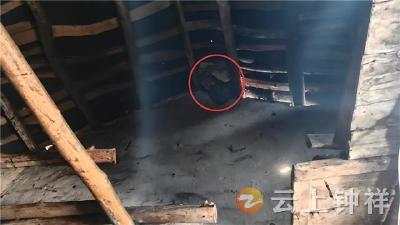 钟祥：闻“蜂”而动 多方合力速除蜂窝隐患保平安