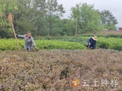 整洁迎国庆 靓颜助文旅——张集镇卓河村开展人居环境集中整治