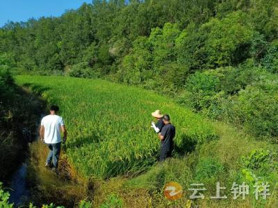 张集镇宗湾村：农技专家深入田间 保障水稻丰产丰收