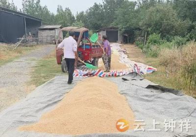 张集镇罗家庄村：网格力量助低保户抢收稻谷