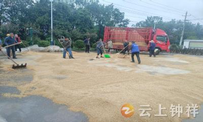 张集镇黑王寨村：万斤稻谷被雨水浸泡 干群齐力抢收暖民心
