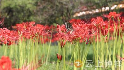 明显陵：红花石蒜盛放引蝶舞 古韵秋色相映成画