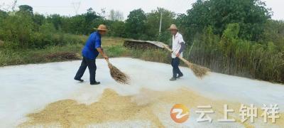 石牌镇伍冲村：“格格”牵头暖心抢收 乡亲守护独居老人“丰收梦”