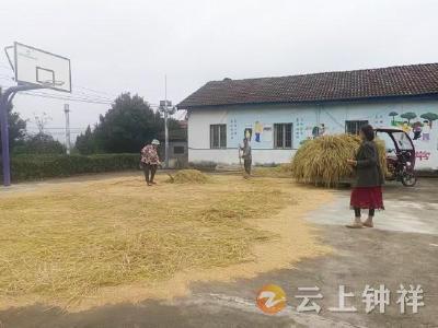 张集镇张畈村：暴雨突至抢收急 网格员服务暖人心