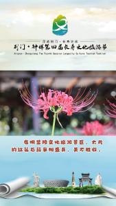 湖北钟祥：明显陵内红花石蒜争相盛开  美不胜收