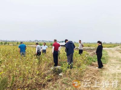 钟祥市大豆根瘤菌剂测产验收会召开 化肥减量成果显著