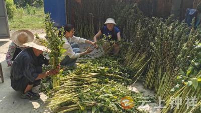 石牌镇贺集社区网格员紧急助农抢收 守护低保残疾户“丰收希望”