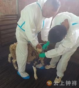文集镇全面开展秋季防疫 筑牢畜牧安全防护网