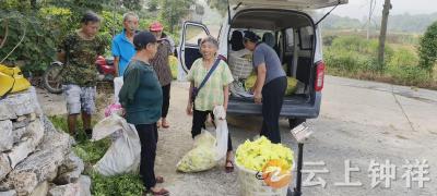 双河镇双龙村：“小黄花”做成“大产业”点亮乡村振兴路