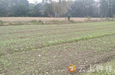 文集镇：聚力油菜抢种 打好秋播生产攻坚战