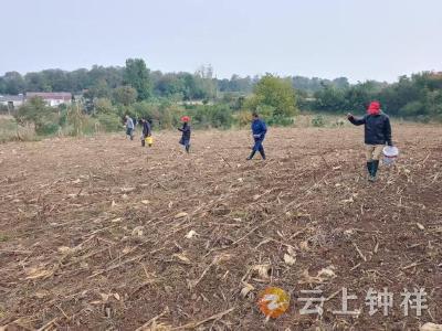 网格助农暖秋田，钟祥市联盟村网格员为不便村民播撒油菜希望