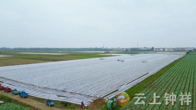 石牌镇秋播巧覆“银装” 科学应对低温保丰收
