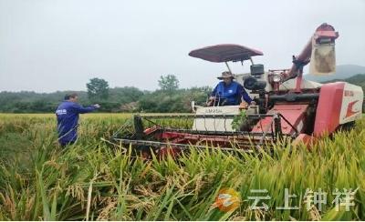 张集镇黑王寨村：携手助力收稻谷 共创和睦新天地