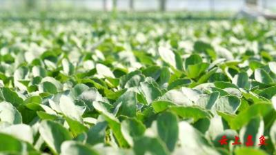 嘉鱼：一颗甘蓝托举10亿元富民产业