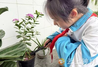 钟祥市承天小学：植下绿意种 育出生命情