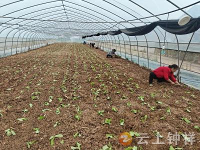 双河镇长冲村：网格助力降成本 轮作衔接稳增收