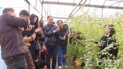 网络媒体探访钟祥特色农业 共绘乡村振兴新画卷