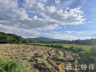 钟祥市团山村：稻谷归仓心不慌！网格力量为残疾农户撑起“暖心伞”
