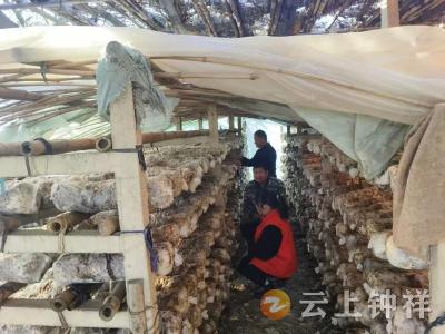 张集镇黄祠村：菇香溢田垄 奖补暖民心