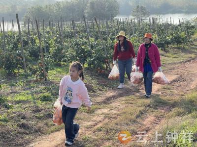 长寿泉水柑喜迎丰收 田园采摘游乐满深秋