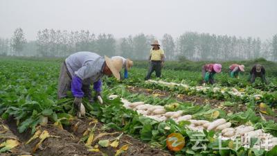 旧口镇：做大“菜篮子” 鼓起“钱袋子”