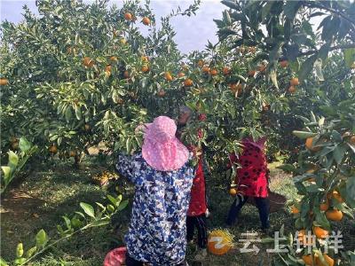 东桥镇永隆村：网格齐上阵 助农解橘忧