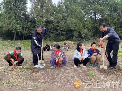 文集镇沿山小学：劳动伴成长 “薯”香满校园