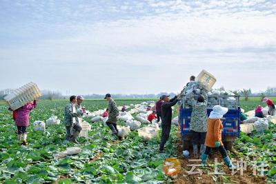 丰乐镇前锋村：包菜丰收铺就家门口“致富路” 