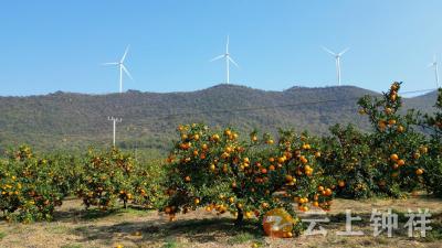张集镇徐家湾村：柑橘产业“金果子” 鼓起集体“钱袋子”