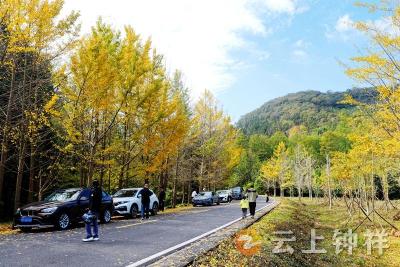 钟祥大口森林公园：银杏披金甲 游客醉秋光