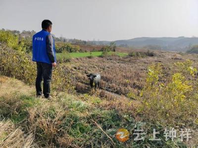 冷水镇孔艾村：暖心村民拾走失耕牛 网格员助力速寻主