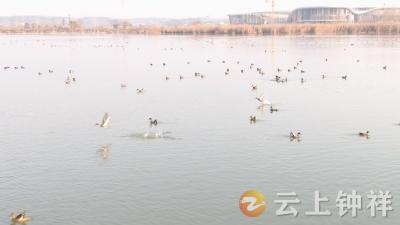 莫愁湖国家湿地公园迎候鸟迁徙高峰 生态修复绘就“人鸟共生”画卷