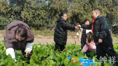 采摘菜地间 劳动促成长——文集镇沿山小学开展紫菜苔采摘实践活动