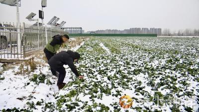钟祥市：农技专家一线“开方” 主动应对低温冰冻天气