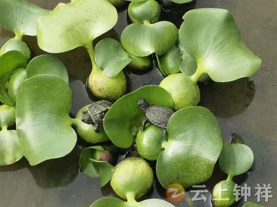 洋梓镇盐港村：龟背上的电商小村 托起返乡青年致富梦