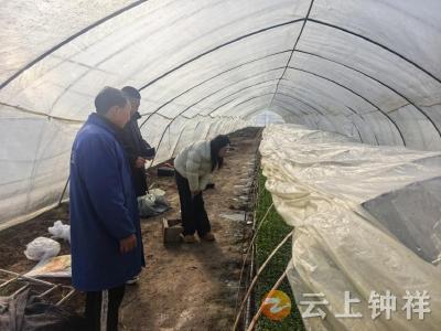 磷矿镇全力保障寒潮天气蔬菜生产安全