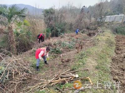 客店镇南庄村开展沿河杂草杂灌清理行动