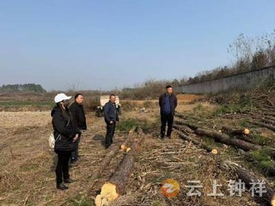 郢中街道高庙社区：防治松材线虫病筑牢绿色屏障 栽种经济林为群众增收