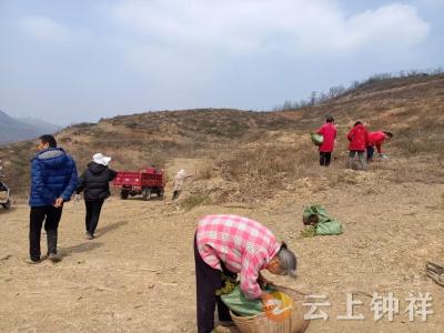 冷水镇清泉村开辟增收新路径 集体种植油茶“希望林”