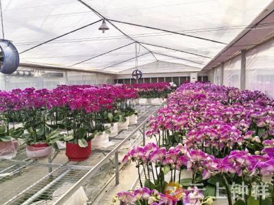 “福蝶”迎春！柴湖镇数万株蝴蝶兰绽放“美丽经济”